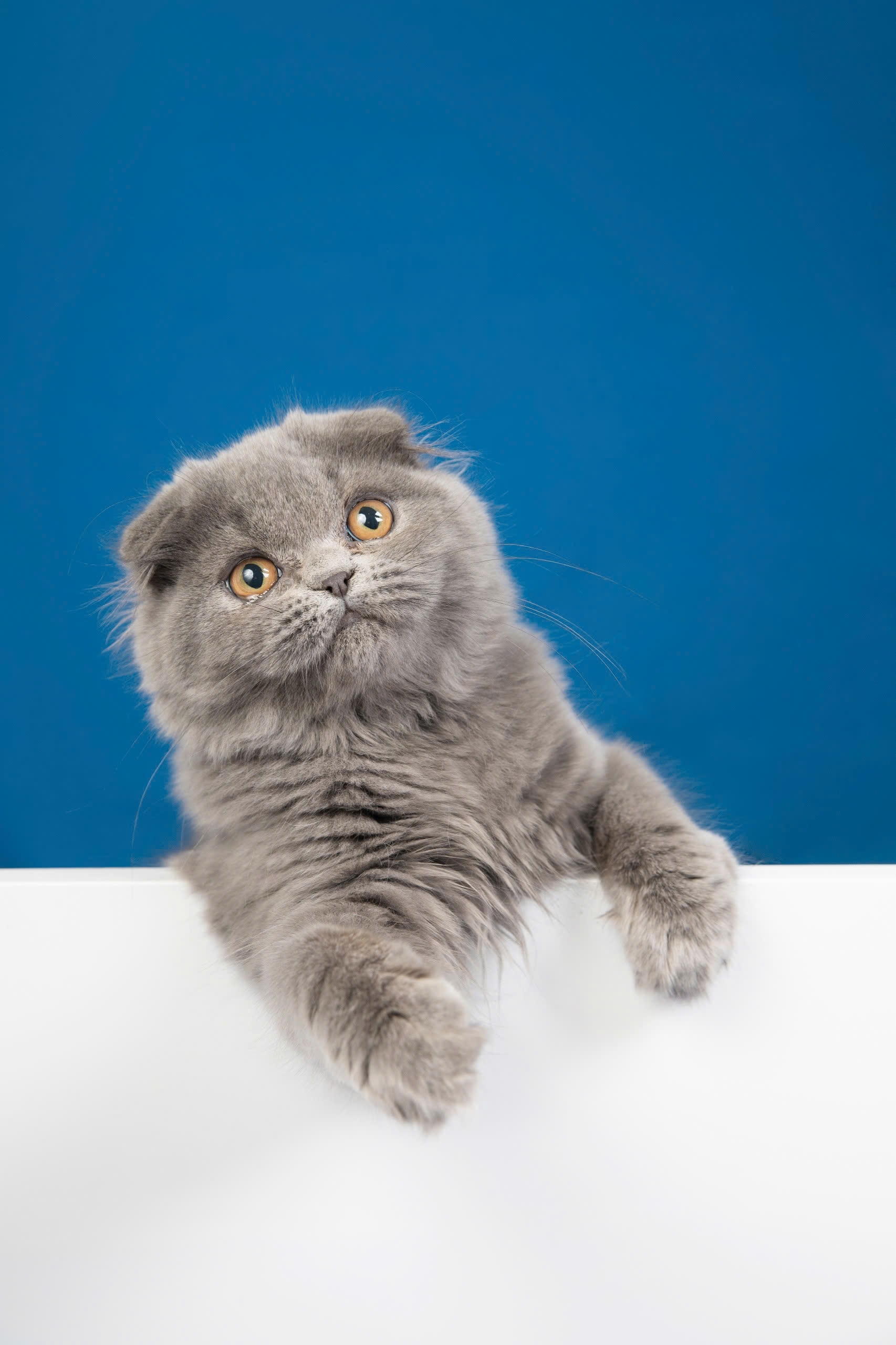 Common diseases in cats - Signs and Prevention